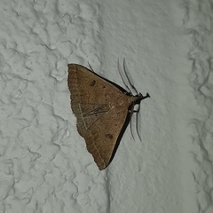 Pechipogo plumigeralis