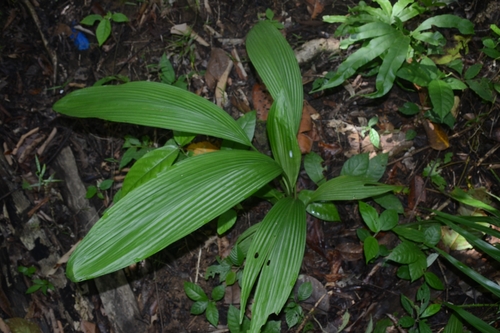 Curculigo latifolia observed 2025-01-31