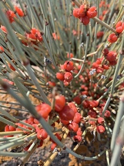 Ephedra intermedia