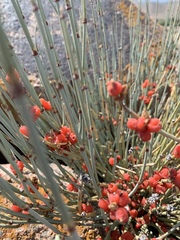 Ephedra intermedia
