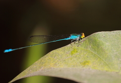 Pseudagrion rubriceps