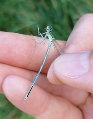 Platycnemis pennipes