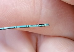 Platycnemis pennipes