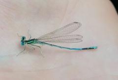 Platycnemis pennipes