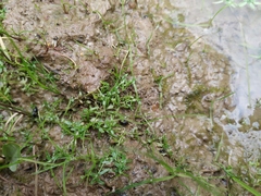 Callitriche cophocarpa