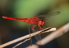 Crocothemis servilia