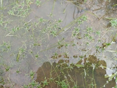 Callitriche cophocarpa