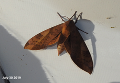 Clanis undulosa