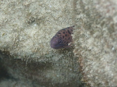 Giant Moray