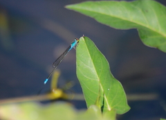 Pseudagrion rubriceps