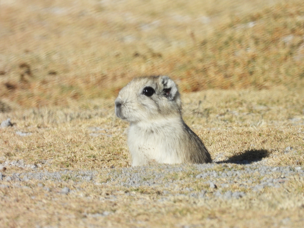 Andean Mountain Cavy