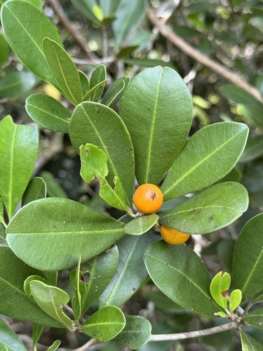 Manilkara subsericea