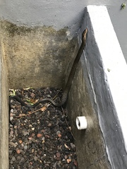 Coelognathus flavolineatus