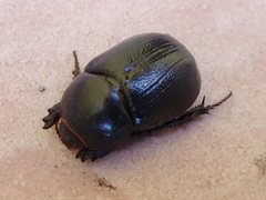 Pentodon bidens punctatus