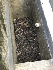 Coelognathus flavolineatus