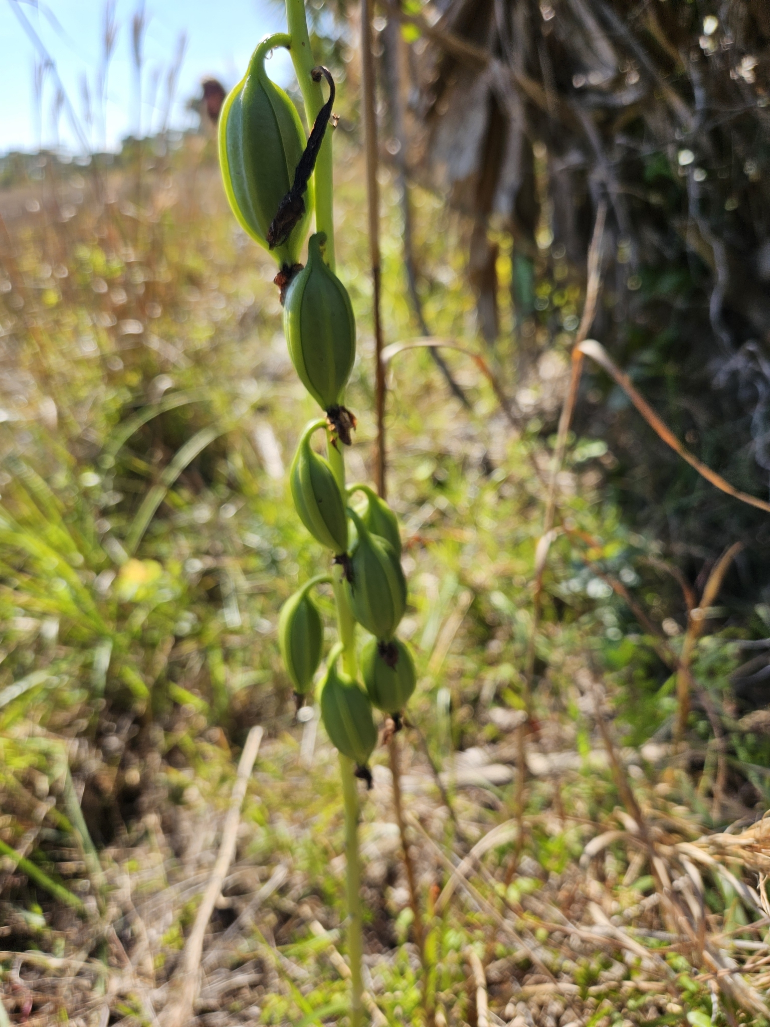 Imagem de Orquídea-bambu
