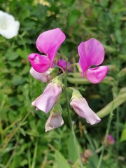 Lathyrus latifolius