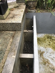 Coelognathus flavolineatus