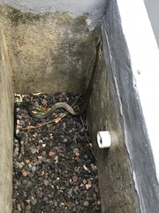 Coelognathus flavolineatus