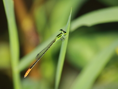 Agriocnemis femina