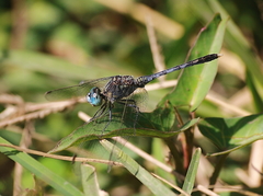 Diplacodes trivialis