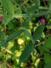 Lathyrus latifolius