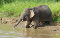 Elephas maximus borneensis