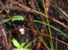 Neoscona menghaiensis