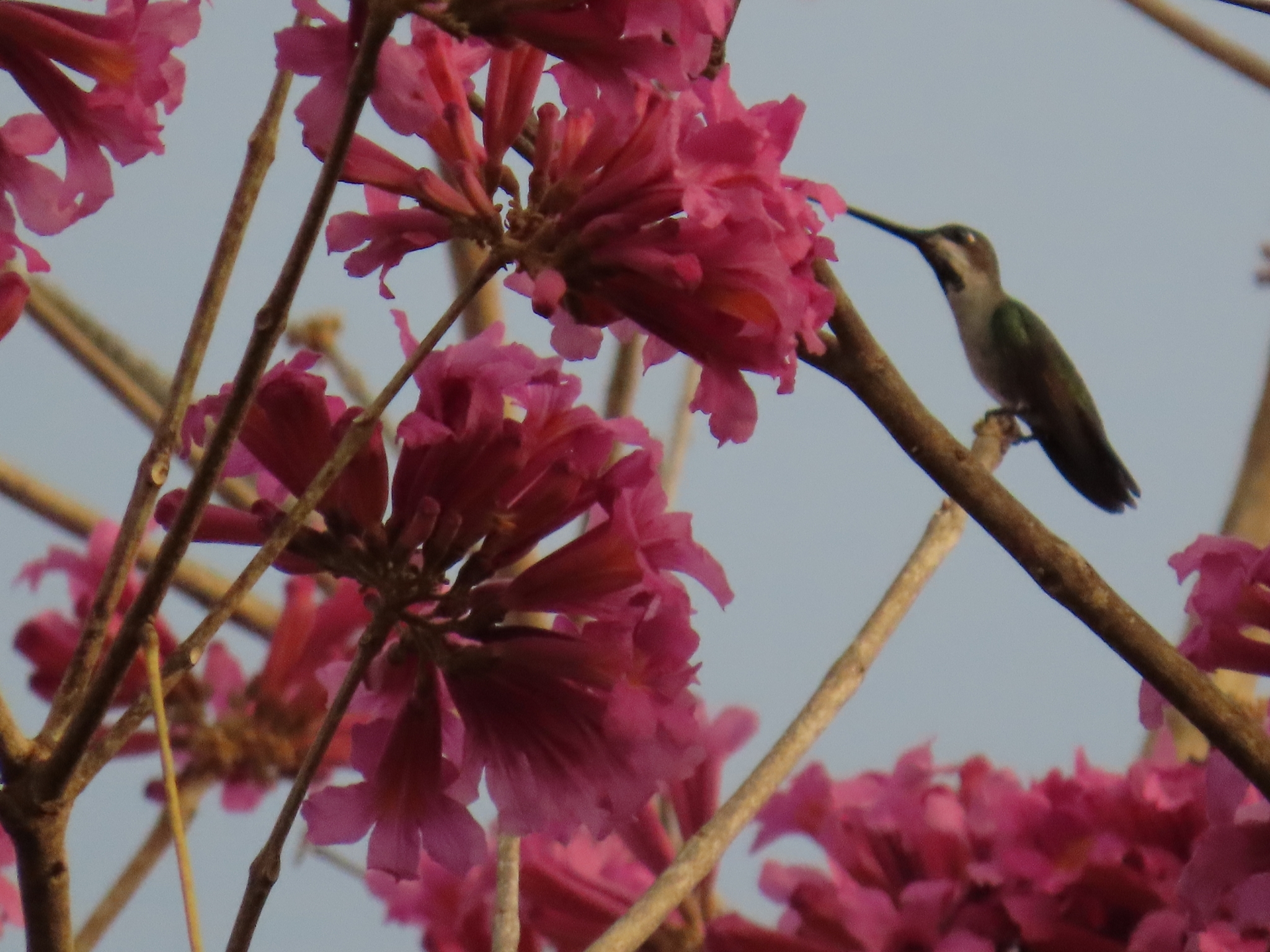 Long-billed Starthroat (Heliomaster longirostris), photo 8