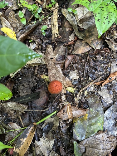 Foto de Cipó-chumbo