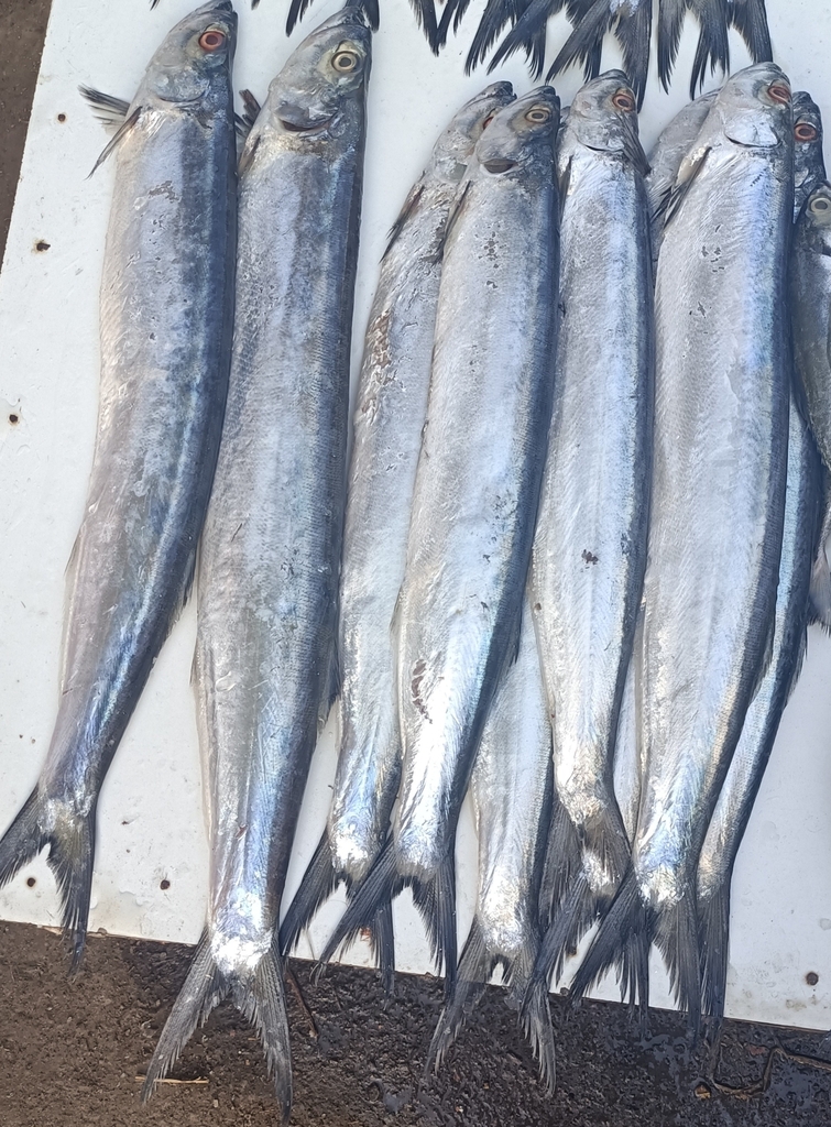 Dorab wolf-herring