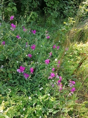 Lathyrus latifolius