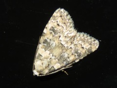 Bryophila domestica