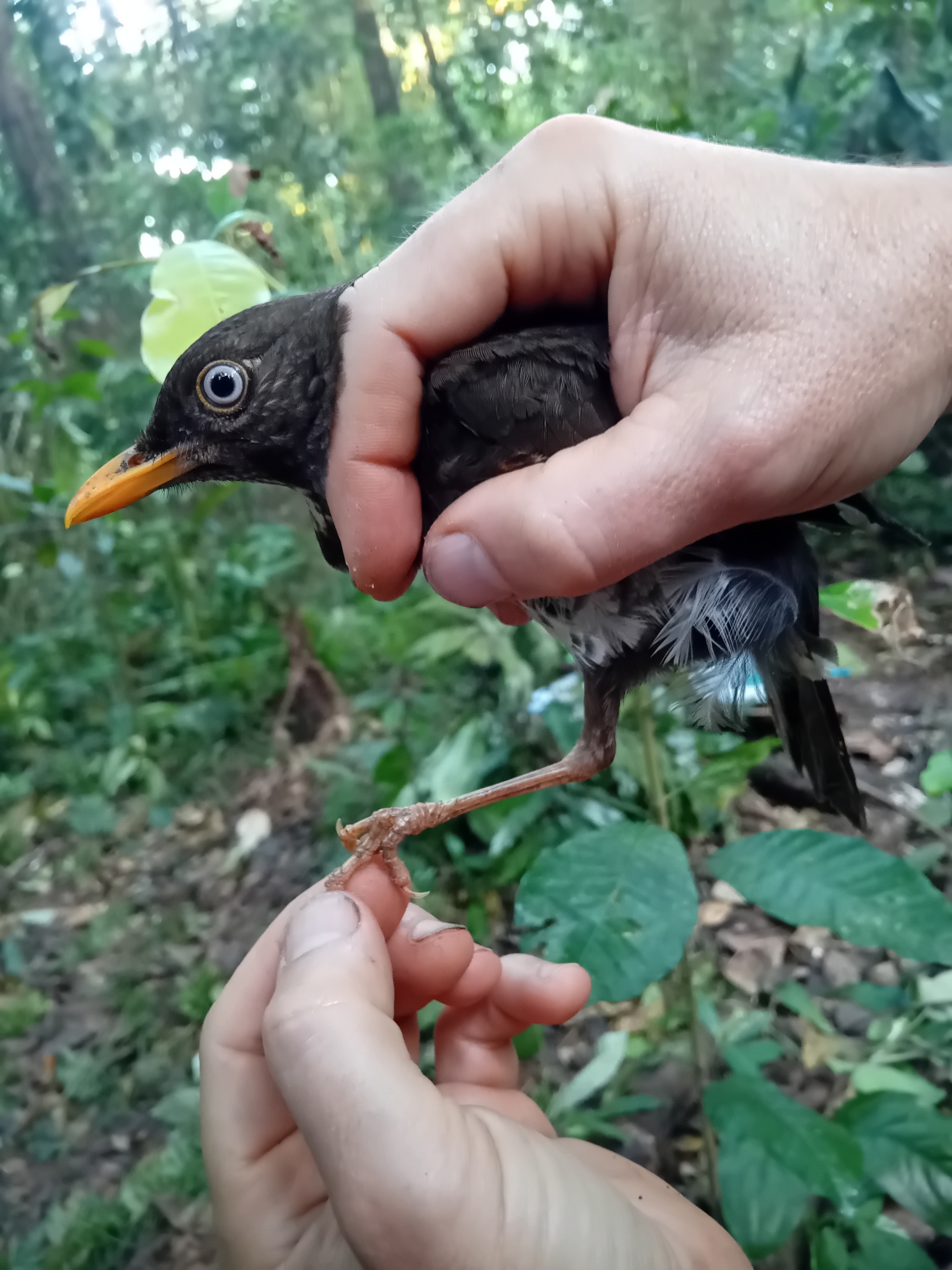 Principe Thrush (Turdus xanthorhynchus), photo 3