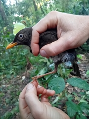 Principe Thrush photo 5