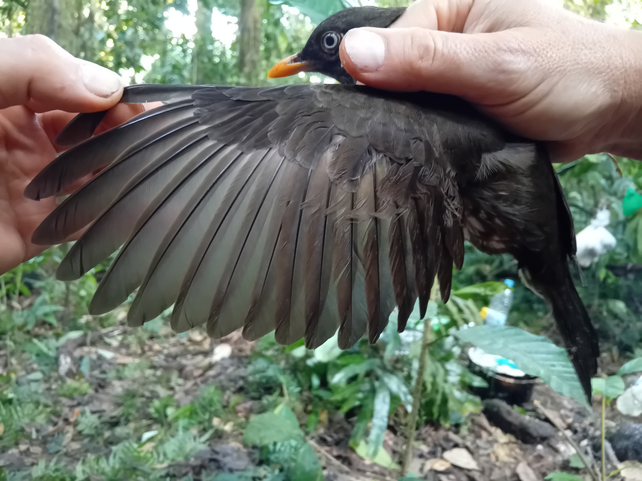 Principe Thrush (Turdus xanthorhynchus), photo 4