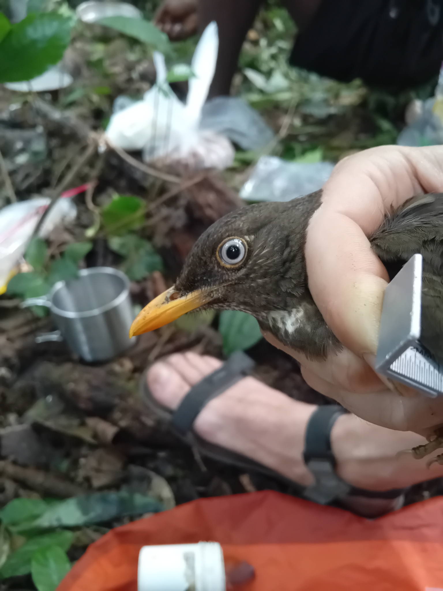Principe Thrush (Turdus xanthorhynchus), photo 5