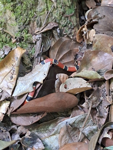 Central American Coralsnake