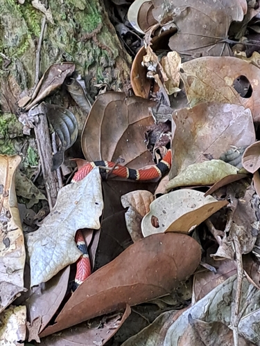 Central American Coralsnake