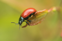 Chrysomela populi