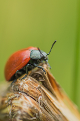 Chrysomela populi