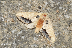 Phalera flavescens