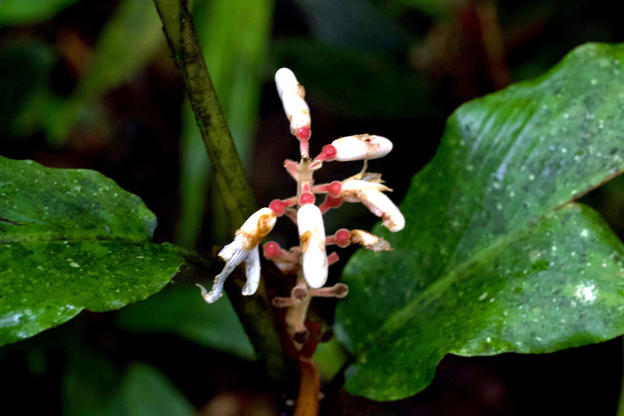 Alpinia havilandii K.Schum.