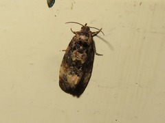Endothenia oblongana