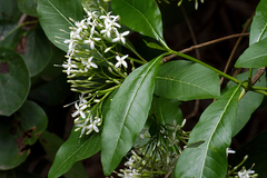 Pavetta indica