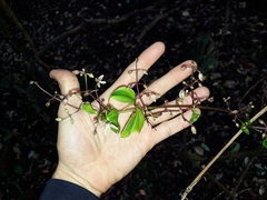 Clematis pickeringii