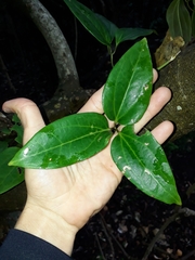 Clematis pickeringii