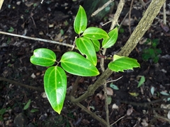 Clematis pickeringii