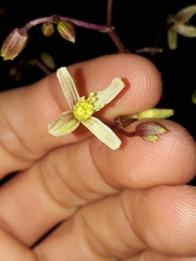 Clematis pickeringii