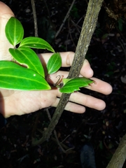 Clematis pickeringii